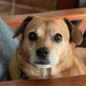 Meet your Posher, Betsy